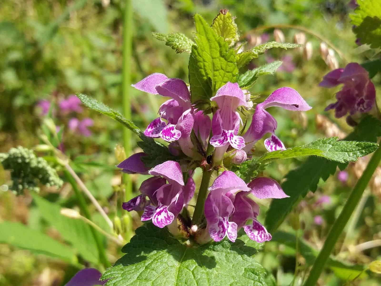 Taubnessel - Gefleckte - Wildpflanzen bestimmen & verwenden