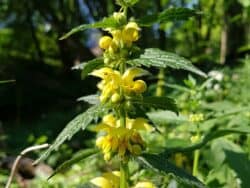 Taubnessel - Gelbe / Goldnessel (Lamium galeobdolon)