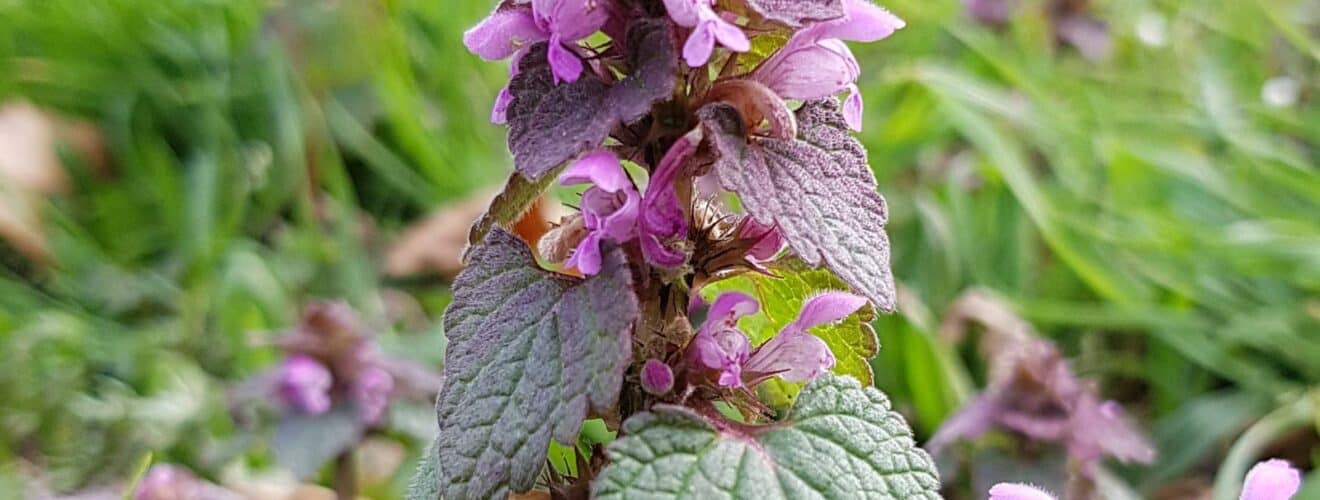 Taubnessel - Purpurrote (Lamium purpureum)