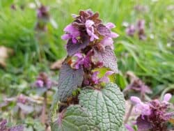 Taubnessel - Purpurrote (Lamium purpureum)