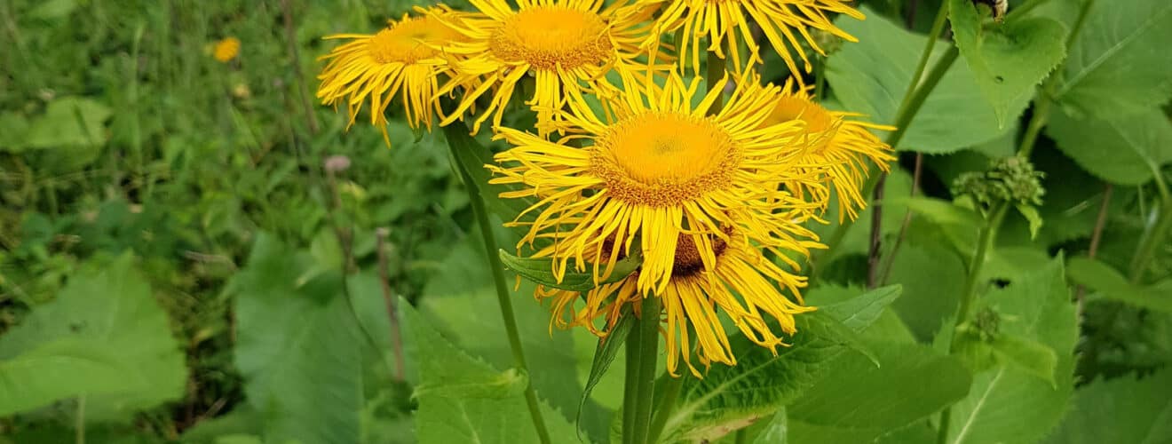 Telekie - Große / Scheinalant (Telekia speciosa)