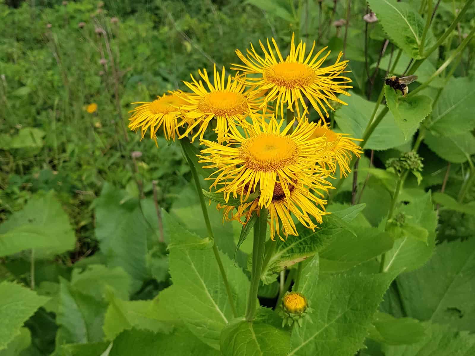 Telekie - Große / Scheinalant (Telekia speciosa)