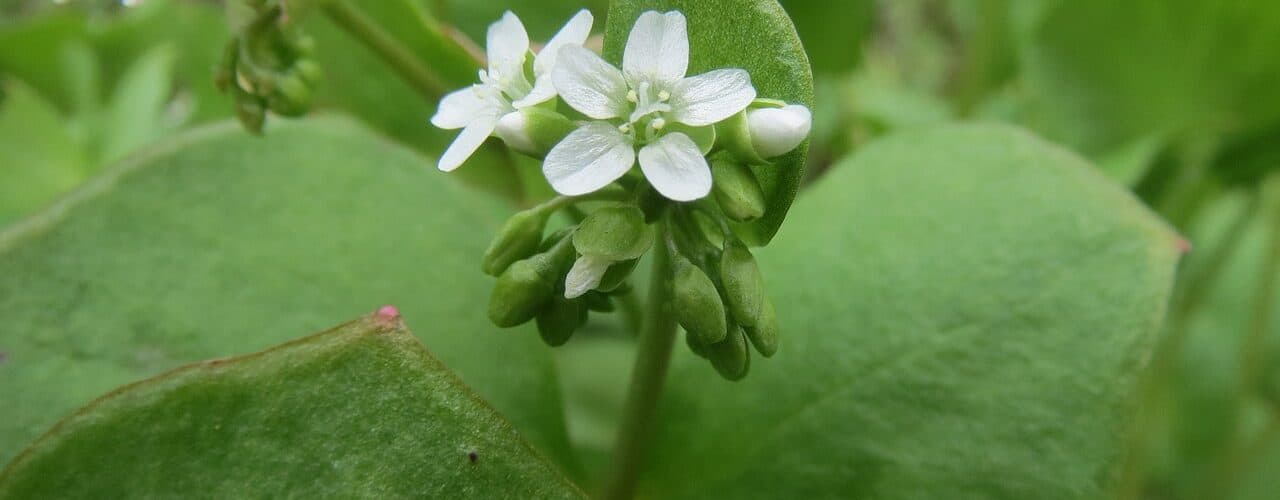 Tellerkraut - Gewöhnliches (Claytonia perfoliata)