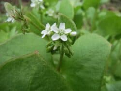 Tellerkraut - Gewöhnliches (Claytonia perfoliata)