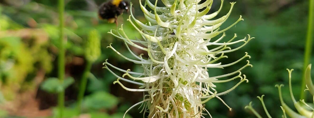 Teufelskralle - Ährige (Phyteuma spicatum)