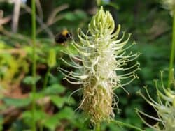 Teufelskralle - Ährige (Phyteuma spicatum)