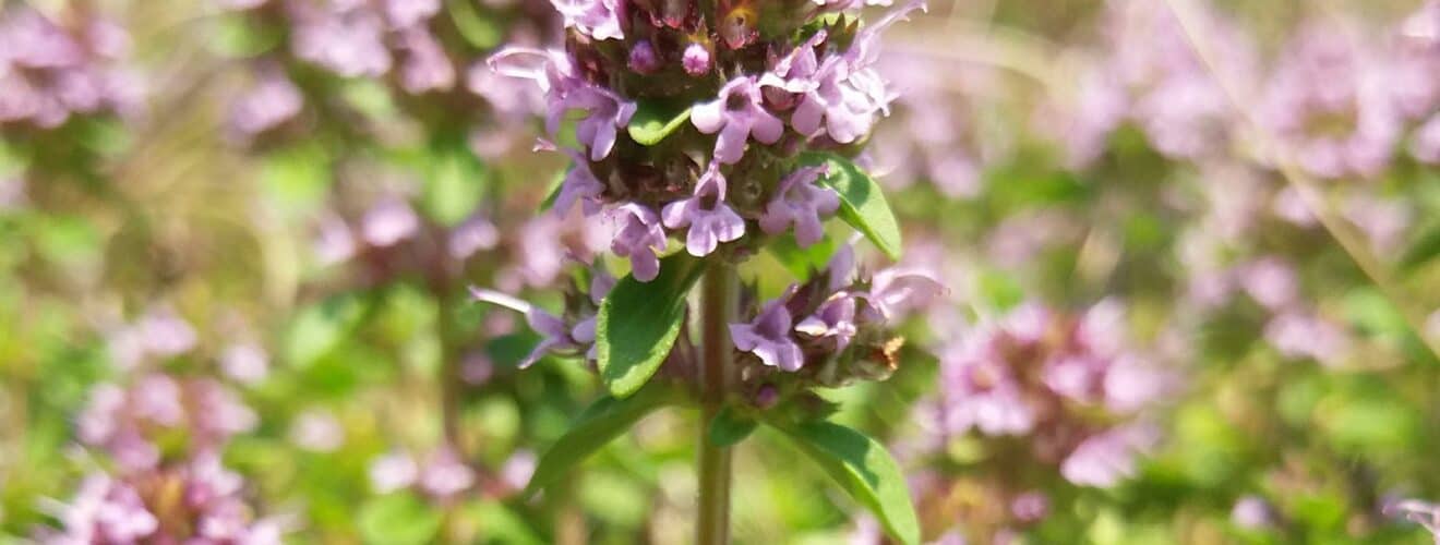 Thymian - Breitblättriger / Quendel (Thymus pulegioides)