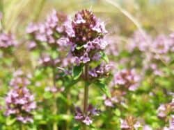 Thymian - Breitblättriger / Quendel (Thymus pulegioides)