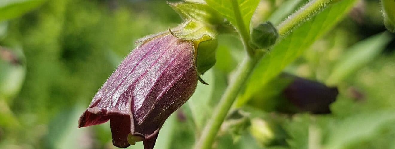 Tollkirsche - Schwarze (Atropa belladonna)