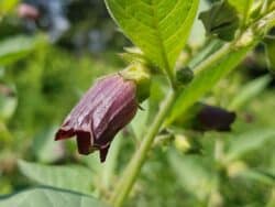 Tollkirsche - Schwarze (Atropa belladonna)