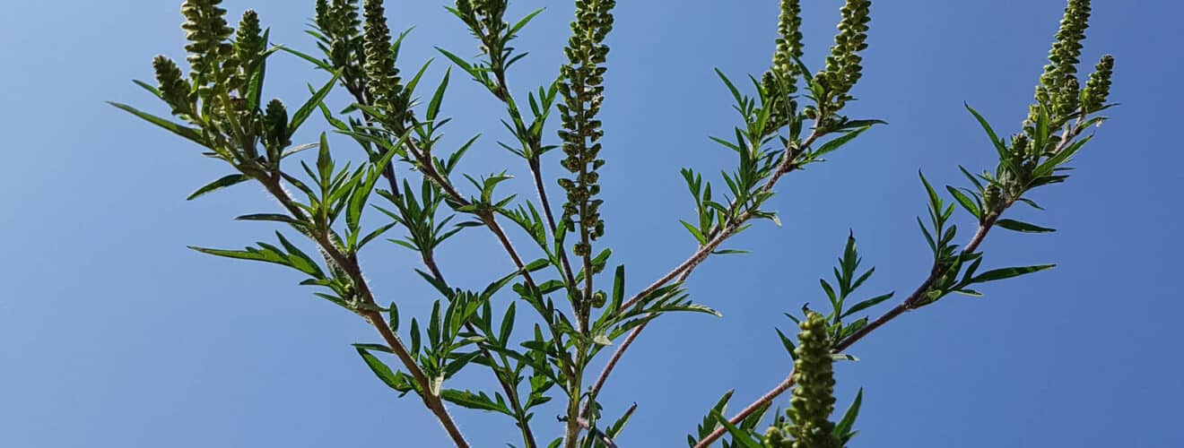 Traubenkraut - Beifußblättriges / Ragweed (Ambrosia artemisiifolia)