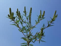 Traubenkraut - BeifuÃŸblÃ¤ttriges / Ragweed (Ambrosia artemisiifolia)
