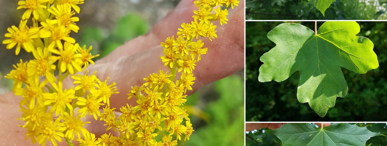 Unterscheidungshilfe/Merkmale Wildpflanzen & Bäume