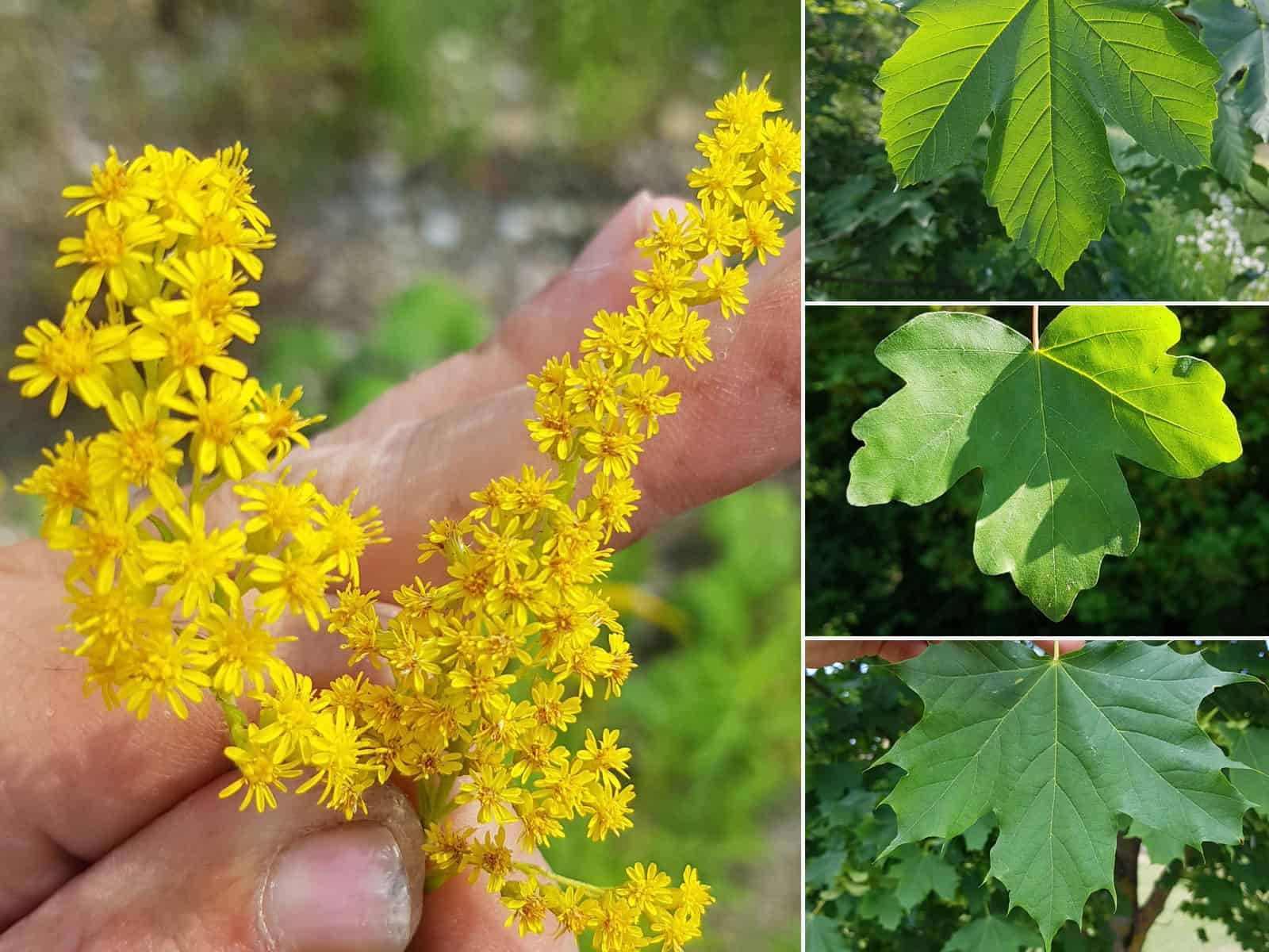 Unterscheidungshilfe/Merkmale Wildpflanzen & Bäume