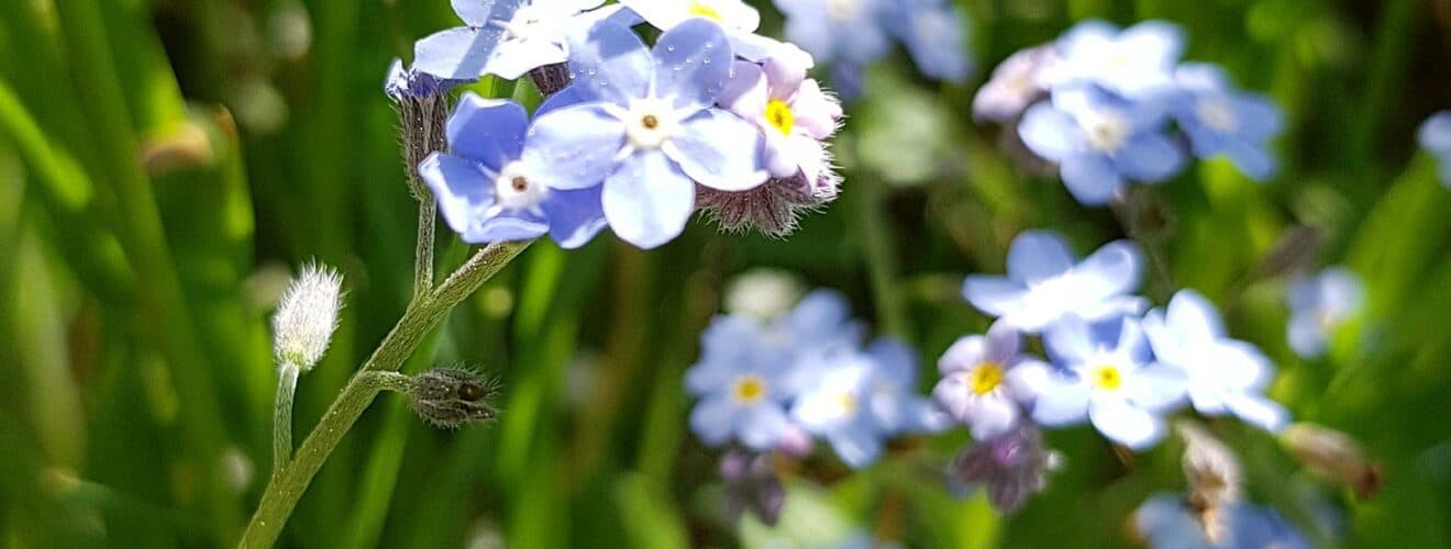 Vergissmeinnicht - Acker (Myosotis arvensis)