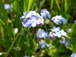 Vergissmeinnicht - Acker (Myosotis arvensis)