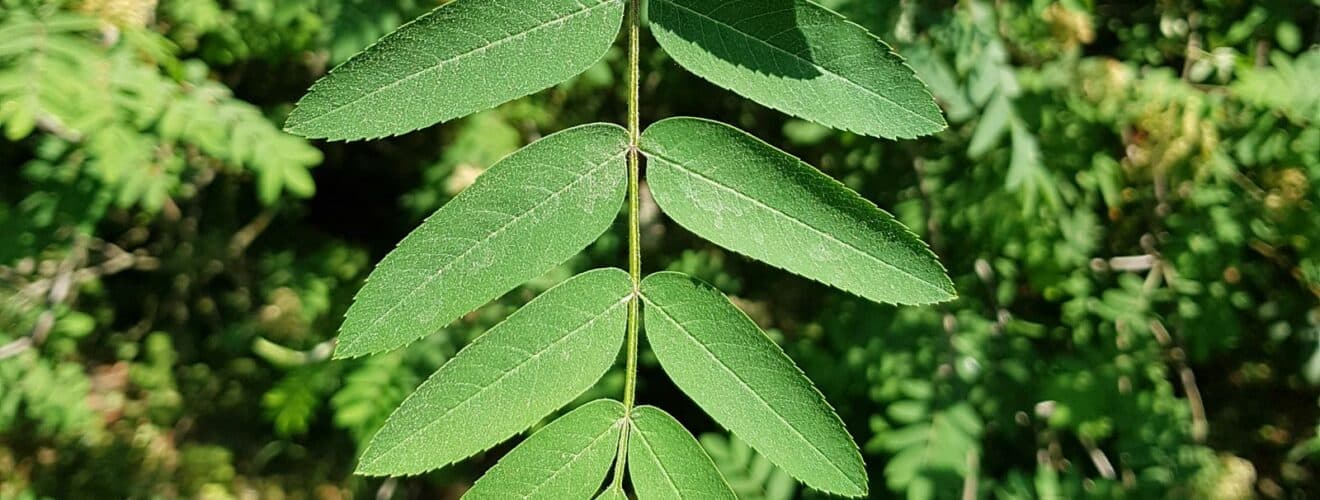 Vogelbeere / Eberesche (Sorbus aucuparia)