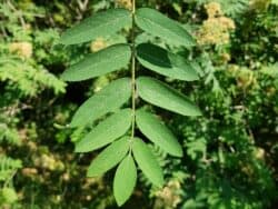 Vogelbeere / Eberesche (Sorbus aucuparia)