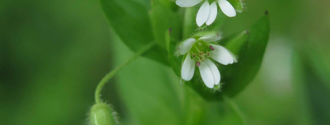 Vogelmiere - Gewöhnliche (Stellaria media)