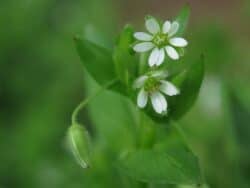 Vogelmiere - Gewöhnliche (Stellaria media)