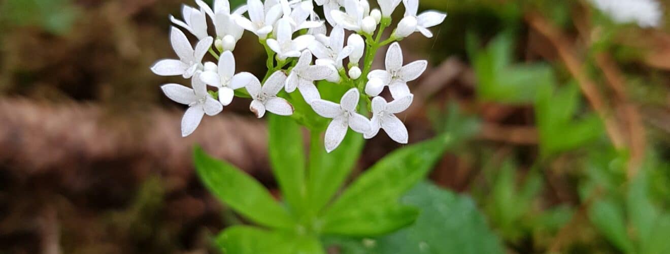 Waldmeister (Galium odoratum)