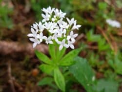 Waldmeister (Galium odoratum)