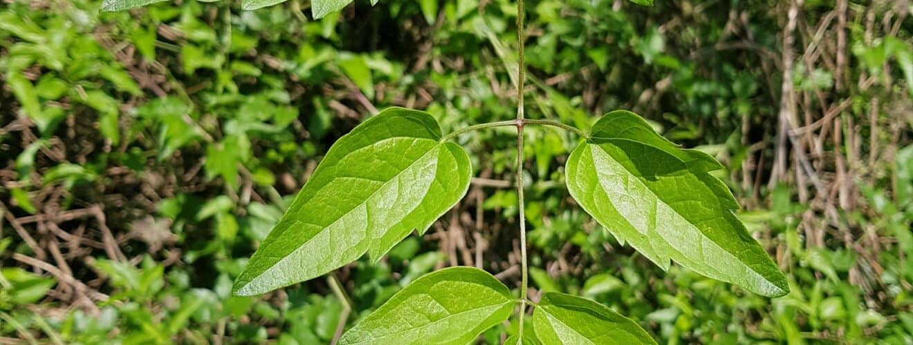 Waldrebe - Gewöhnliche (Clematis vitalba)