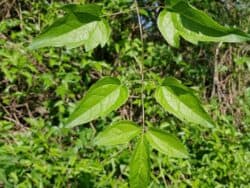 Waldrebe - Gewöhnliche (Clematis vitalba)