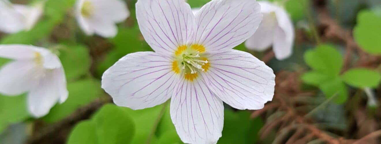 Waldsauerklee (Oxalis acetosella)