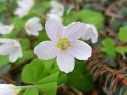 Waldsauerklee (Oxalis acetosella)