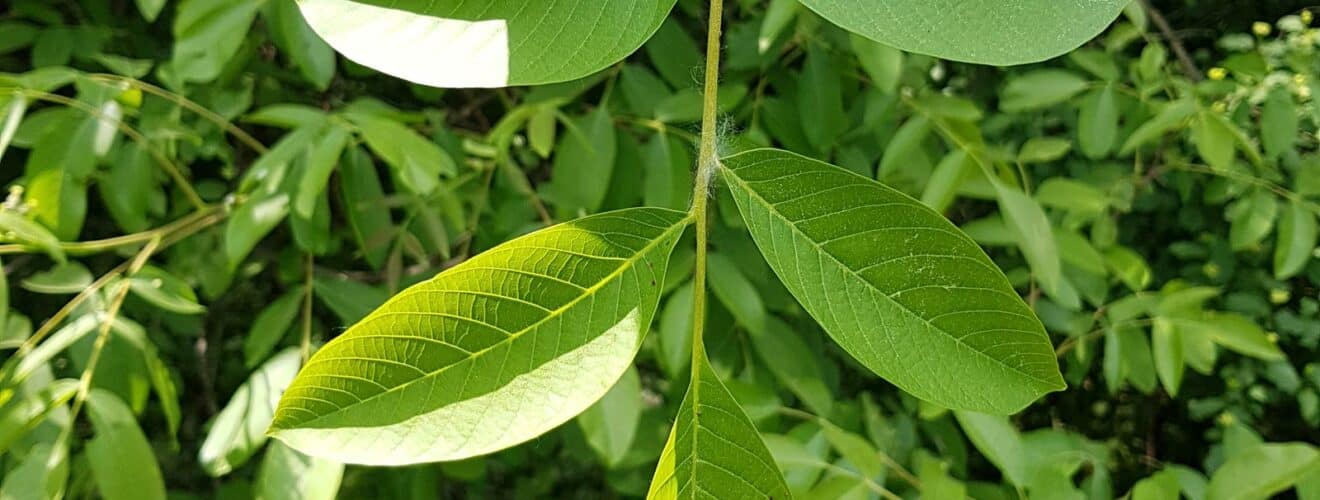 Walnuss - Echte (Juglans regia)