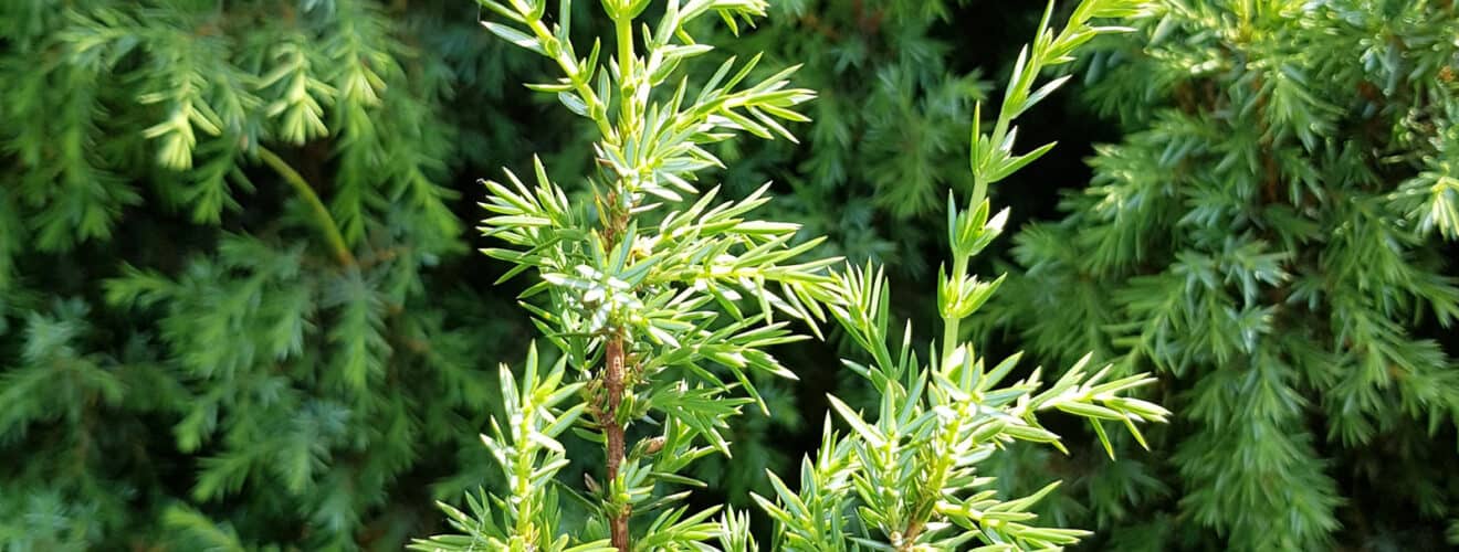 Wacholder - Gemeiner (Juniperus communis)