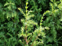 Wacholder - Gemeiner (Juniperus communis)