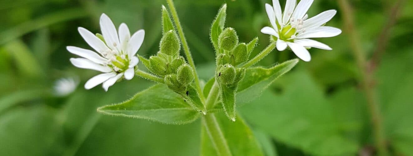 Wasserdarm (Stellaria aquatica)