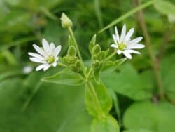 Wasserdarm (Stellaria aquatica)