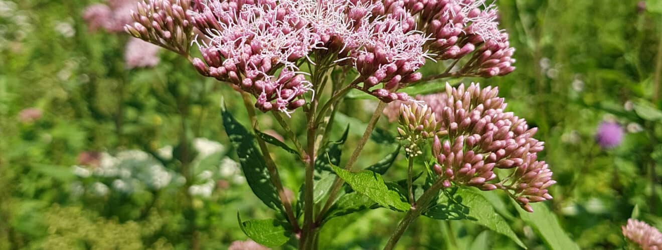 Wasserdost - Gewöhnlicher (Eupatorium cannabinum)