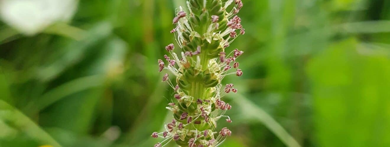 Wegerich - Breit-Wegerich (Plantago major)