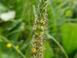 Wegerich - Breit-Wegerich (Plantago major)