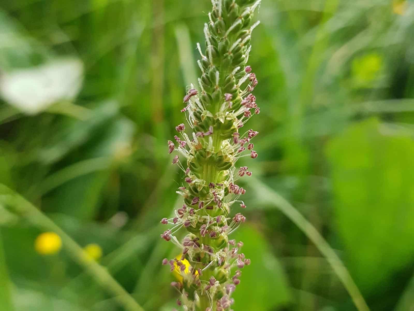 Wegerich - Breit-Wegerich (Plantago major)
