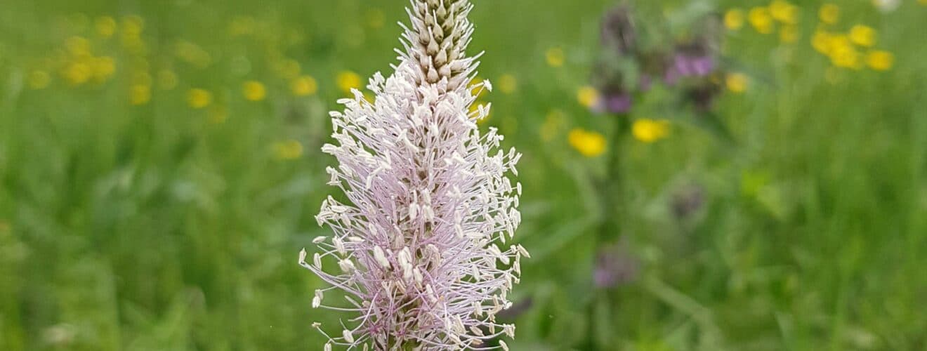 Wegerich - Mittlerer (Plantago media)