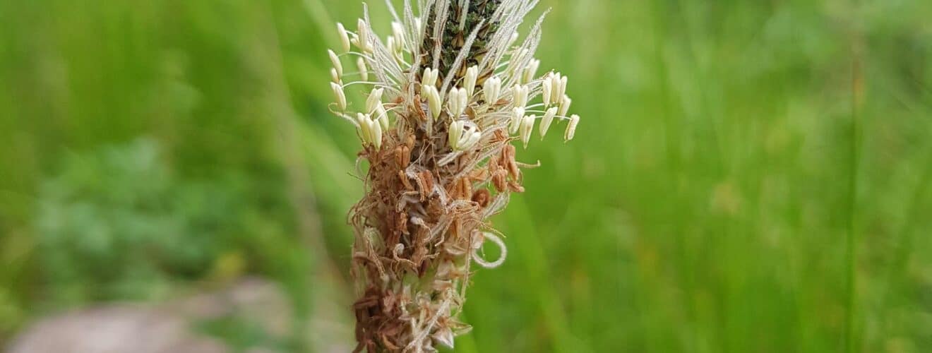 Wegerich - Spitzwegerich (Plantago lanceolata)