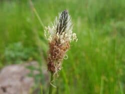 Wegerich - Spitzwegerich (Plantago lanceolata)