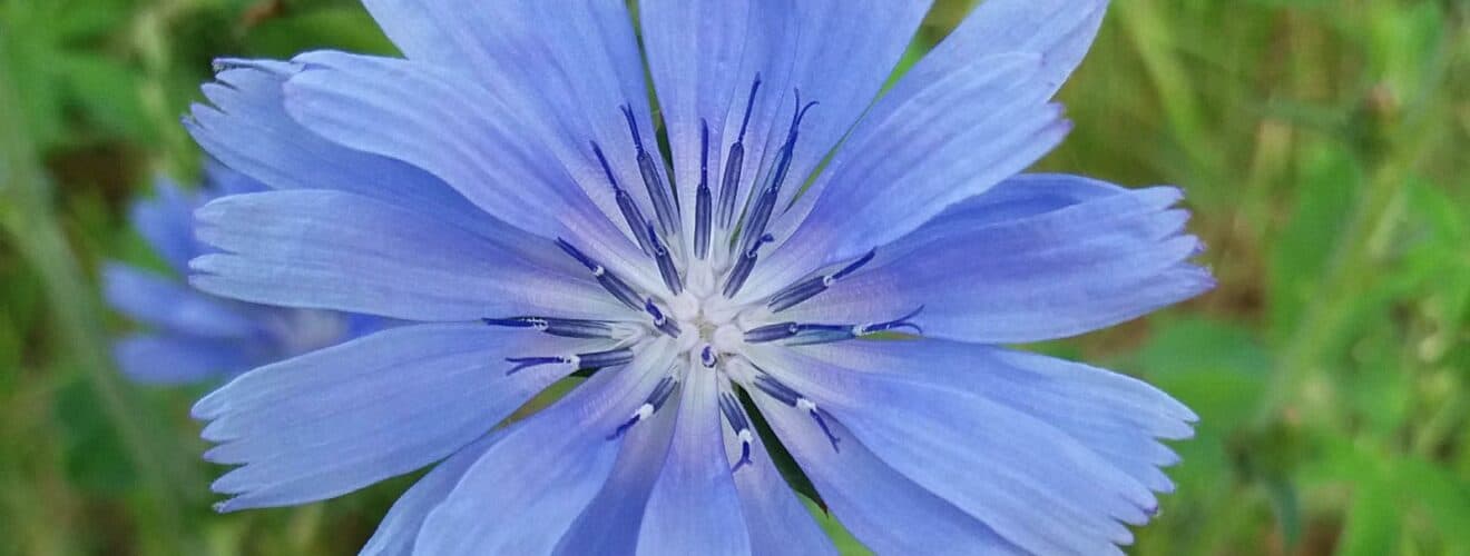 Wegwarte - Gewöhnliche (Cichorium intybus)