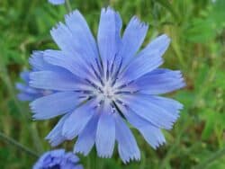 Wegwarte - Gewöhnliche (Cichorium intybus)