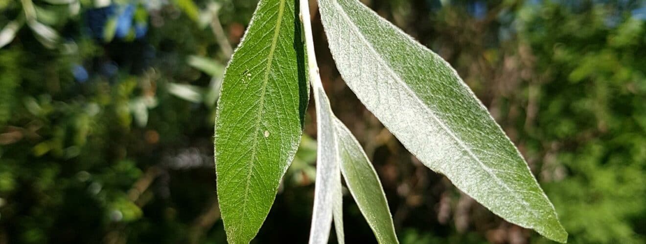 Weide - Silber-Weide (Salix alba)