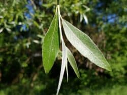 Weide - Silber-Weide (Salix alba)