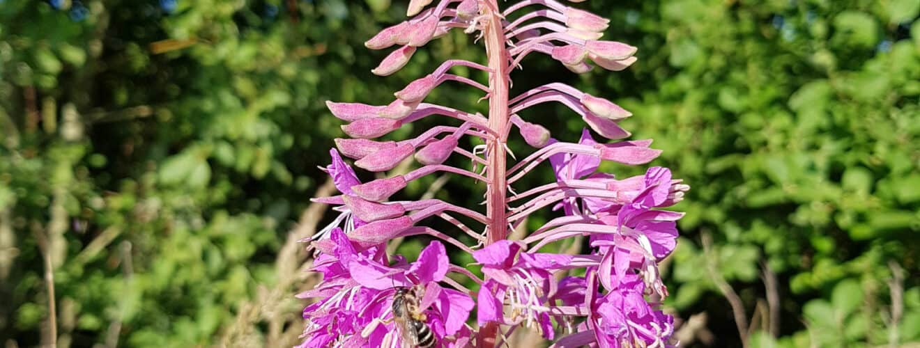 Weidenröschen - Schmalblättriges (Epilobium angustifolium)