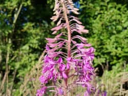 Weidenröschen - Schmalblättriges (Epilobium angustifolium)