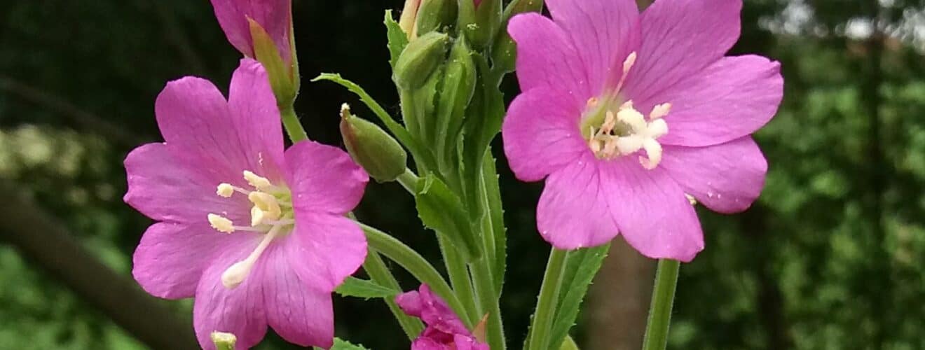 Weidenröschen - Zottiges (Epilobium hirsutum)