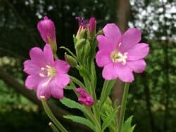 Weidenröschen - Zottiges (Epilobium hirsutum)